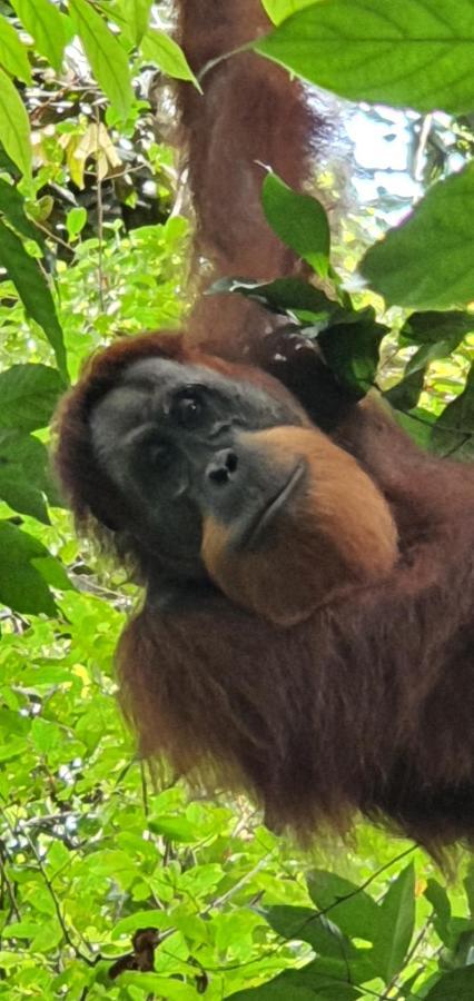 Hotel Sumatra Cheeky Monkeys à Bukit Lawang Extérieur photo