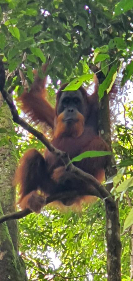 Hotel Sumatra Cheeky Monkeys à Bukit Lawang Extérieur photo