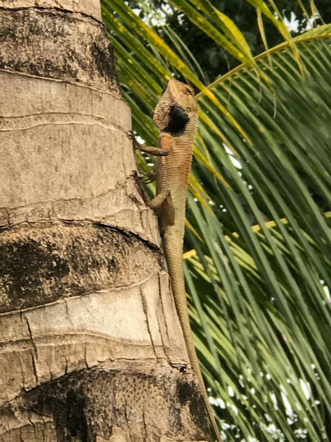 Hotel Sumatra Cheeky Monkeys à Bukit Lawang Extérieur photo